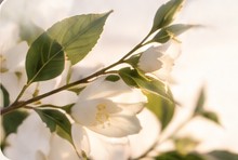 Rama de flores blancas